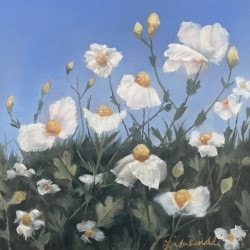White Poppies in Blue Sky